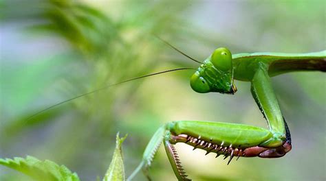 Le symbolisme des mantes religieuses dans votre rêve